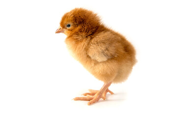 Small chicken on a white background