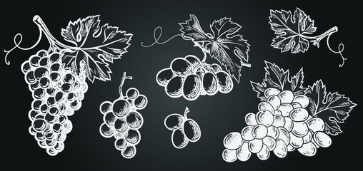 Set of grapes monochrome sketch. Vector set of sketch design elements,  isolated on dark background. Vector hand drawn vintage engraving illustration for poster, label and menu shop
