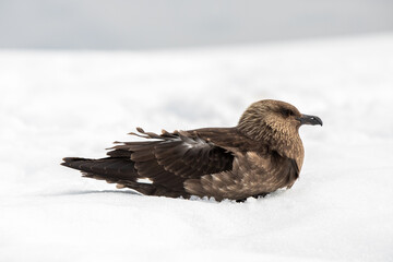 Skua im Schnee