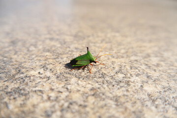 Green bug close-up on the background of a stone surface