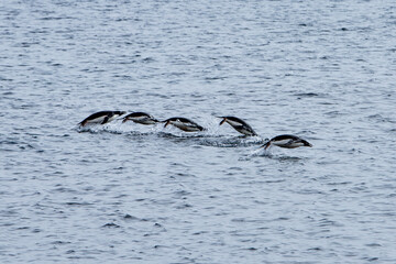Obraz premium Schwimmende Eselspinguine im Meer