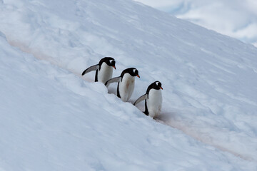 Drei Eselspinguine © nioryn