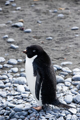 Naklejka premium Adélie-Pinguin in der Antarktis