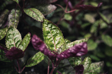 strobilanthes alternata