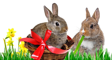 little baby rabbit eating a grass