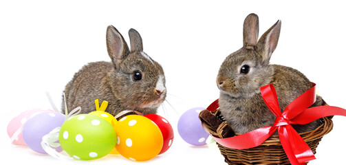 easter eggs and and rabbits isolated on a white background