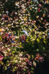 ceratostigma willmottianum