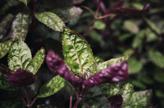 Strobilanthes Alternata