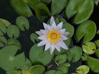 A mini soft purple blooming lotus centered of its green leaves and dark water