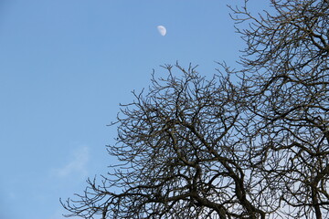 look up in the blue sky, dry tree branches and moon in the sight, winter sky