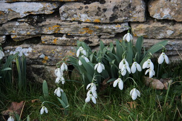 snow drops, cotswold stone wall as a background