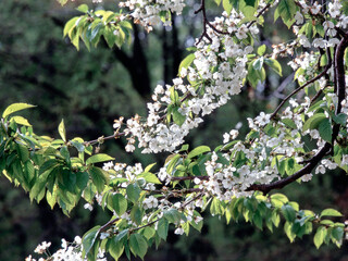 Spring in the Garden