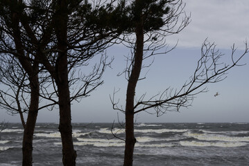 Obraz na płótnie Canvas HURRICANE - Weather breakdown on the sea coast 