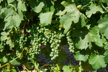 Viñedos situados en pleno corazón de la D. O. Rueda, Camino San Martín, La Seca, Valladolid