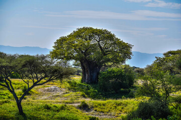 Baobab (Mbuyu in Swahili) Tree