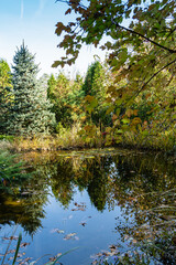 Fototapeta na wymiar Reflection of plants in crystal clear water. Shore of shady pond with large stones against background of evergreens. On shore , among stones, aquatic plants grow. Sunny day. Fall. Place for text