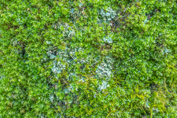Fototapeta na wymiar 苔、明るい緑のテクスチャ