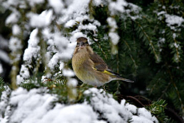 Ein Grünfink Weibchen sitzt auf einem schneebedeckten Ast einer Hemlocktanne