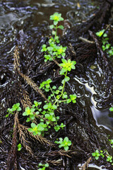 日本　関西の山に生えた植物の写真