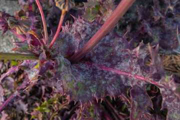 まだらな紫色の茎と歯の植物