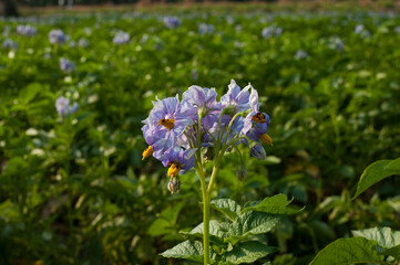 Purple potato blossoms in an organic potato garden.
