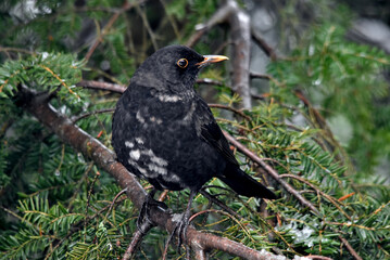 Ein Amselmännchen mit weißen Flecken sitzt auf einem Ast der Hemlocktanne mit kleinen Schneeresten (Großaufnahme)