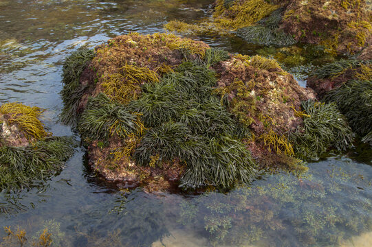 Coastal part of Cantabria in the north of Spain, Costa Quebrada, ie the Broken Coast, 
Codium fragile,  green sea fingers algae on the rocks in shallow water zone
