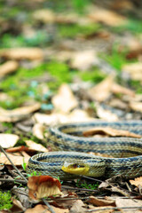 日本　滋賀の山の中にいたヘビの写真