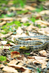 日本　滋賀の山の中にいたヘビの写真