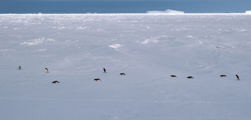 Adele penguins in Antarctica