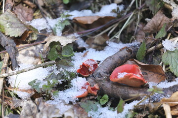 Scarlet elf cup, Sarcoscypha coccinea, ( Peziza coccinea ) growing abundantly in mossy woodland in winter Swabian Alb, Baden-Wuerttemberg, Germany, Europe