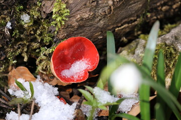 Scarlet elf cup, Sarcoscypha coccinea, ( Peziza coccinea ) growing abundantly in mossy woodland in...