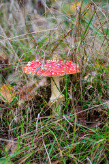 A red mushroom growing in the thick autumn grass in a forest a Sweden
