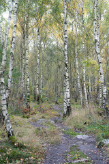 Forest of silver birches during autumn in Skåne (Scania) Sweden
