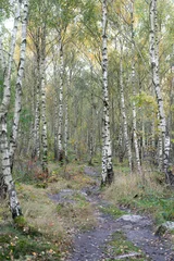 Foto op Plexiglas Forest of silver birches during autumn in Skåne (Scania) Sweden © Michael Persson