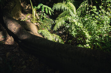 tree in the forest