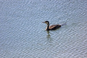 corvo marinho de faces brancas