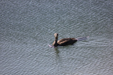 corvo marinho de faces brancas