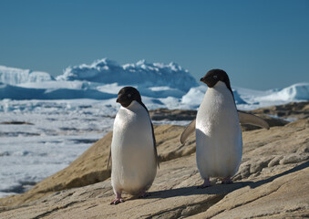Adele penguins in Antarctica