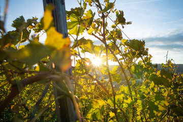 Weinberge, Vineyards