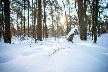 Schnee, Wald