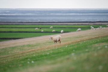Lonely Sheep