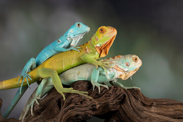 Beautiful juvenile Blue, Red, and Blue Red Iguanas on wood in a conservation area. 