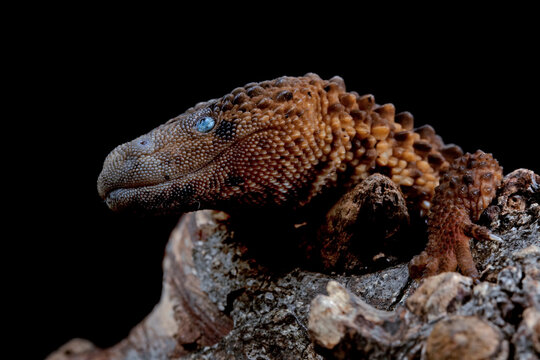 Earless Monitor Lizard (Lanthanotus borneensis) is a species of lizard endemic to Indonesia and only be found in Borneo island or Kalimantan.