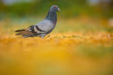 pigeon on the ground, Rock dove, Rock pigeon, Columba livia.