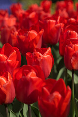 Red Flower
Tulip Festival Amsterdam