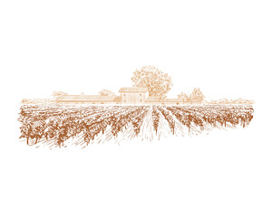 Vineyard landscape vector sketch design. Hand drawn illustration - 486453545
