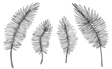 Pack de elementos florales de línea en blanco y negro, conjunto de hojas tipo palmera. Recurso grafico de naturaleza