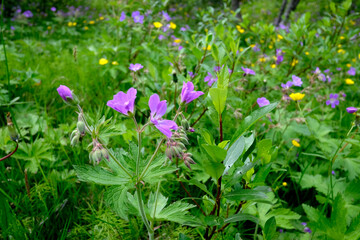 Tal Thorsmörk im Süden Island - durch das Schmelzwasser der Gletscher Tindfjallajökull und Eyjafjallajökull geformtes Tal in der Gemeinde Rangárþing eystra in Island