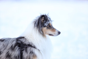 Rare blue merle shetland sheepdog  on a white background.